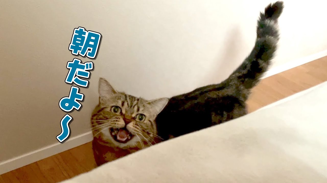 早朝に大声で鳴いて起こしてくる猫に困ってます…