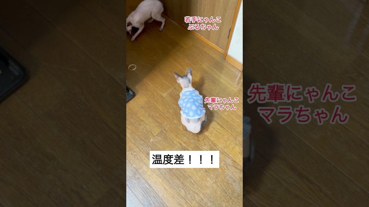 先輩後輩で温度差がすごいスフィンクス#shorts #スフィンクス #スフィンクス猫 #sphynx #猫動画