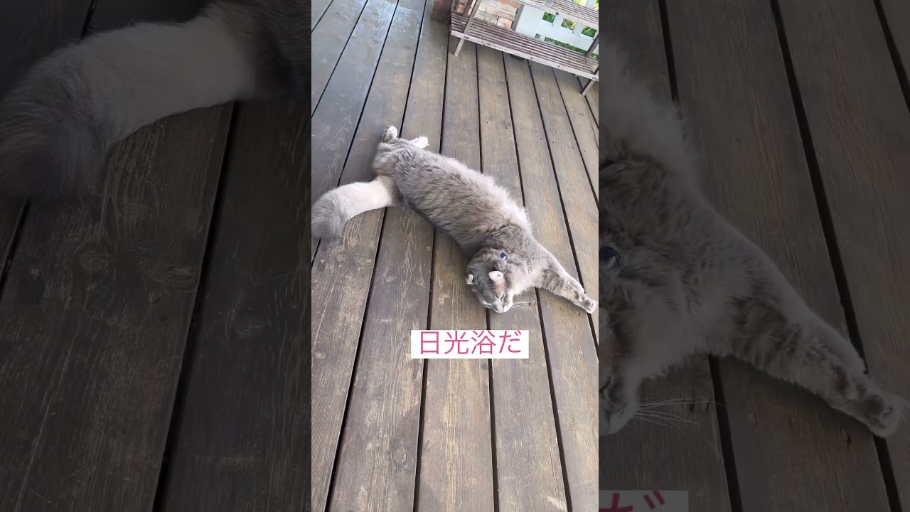日光浴最高 #ねこ動画 #cat #アメリカンカール