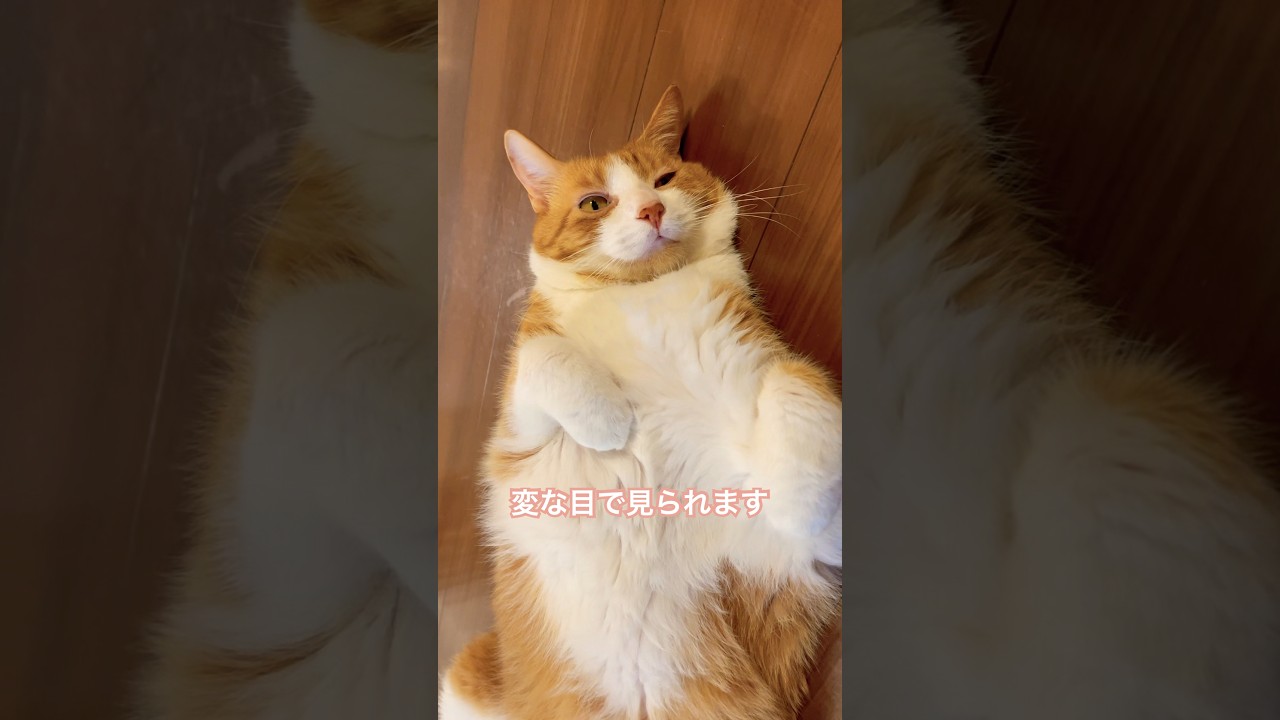 どこでも寝れます！でぶ猫  #猫のいる暮らし #猫好きさんと繋がりたい #shorts