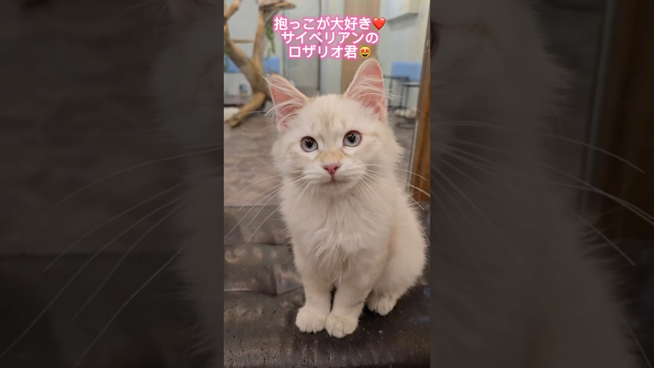 抱っこが大好きで❤️膝から降りない甘えん坊の#サイベリアン の#子猫 ロザリオ君😻#こねこ のお迎えならサイベリアン専門店ロイヤル・キャッツで💖#ペットショップ