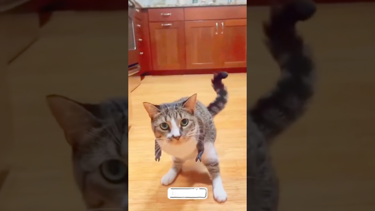 Cat Lost her Front Legs Man Rescued #story #shorts #viralvideo #cute #animals #cat #amazingfacts