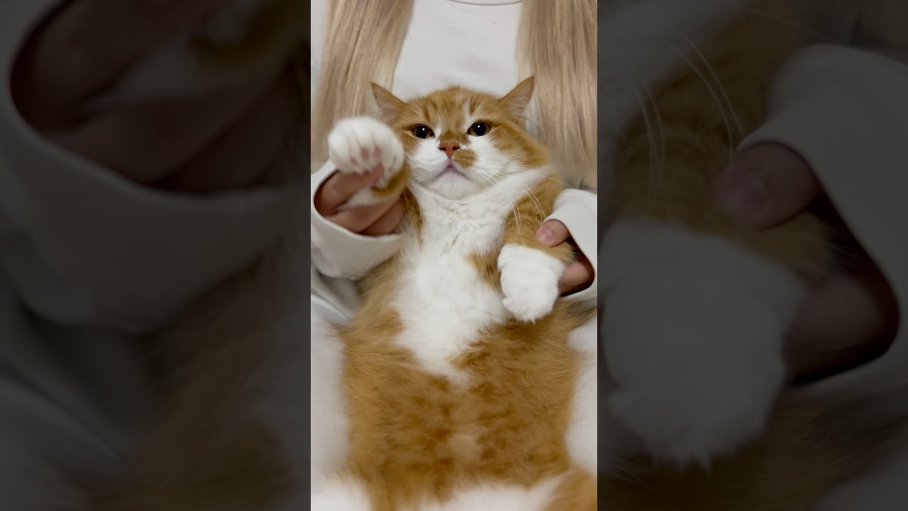 うににぴったりな曲🤭 #shorts #猫 #マンチカン #短足マンチカン #cat #munchkin
