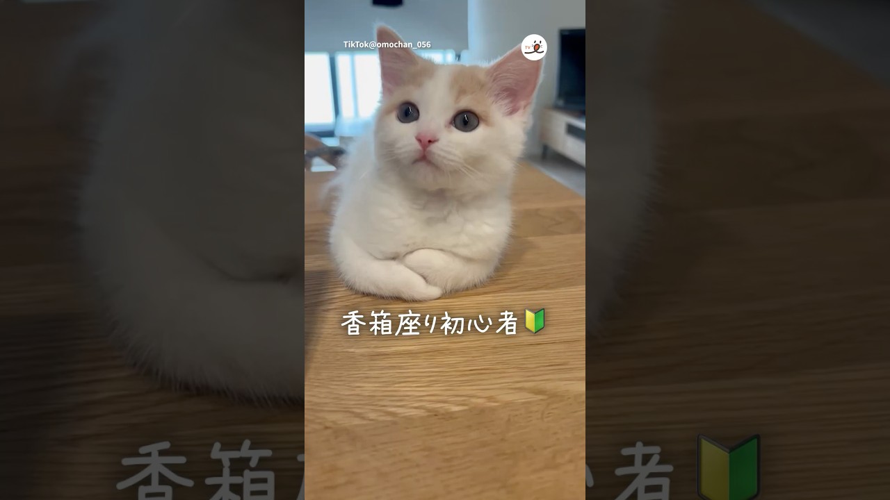 【子猫】初々しい香箱座りをどうぞ｜PECO