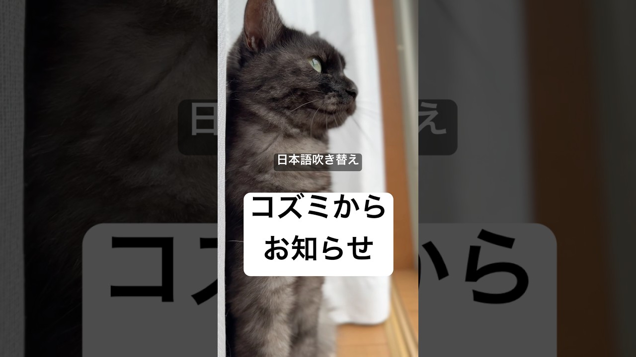 【黒虎猫】コズミさんから近況報告※猫語翻訳日本語吹き替え#cat #catshorts #ねこのいる生活 #黒トラ猫 #catlovers
