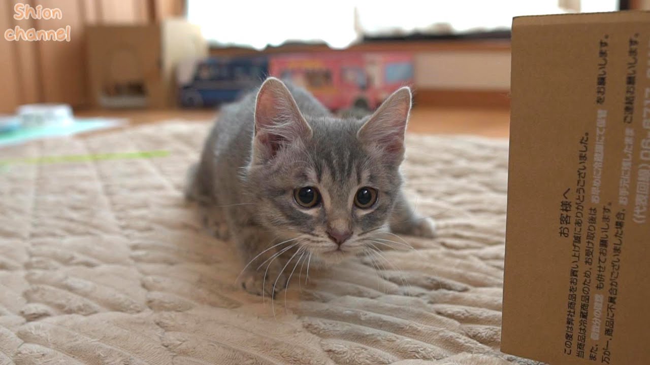やんちゃし過ぎて先住猫に叱られてしまう子猫