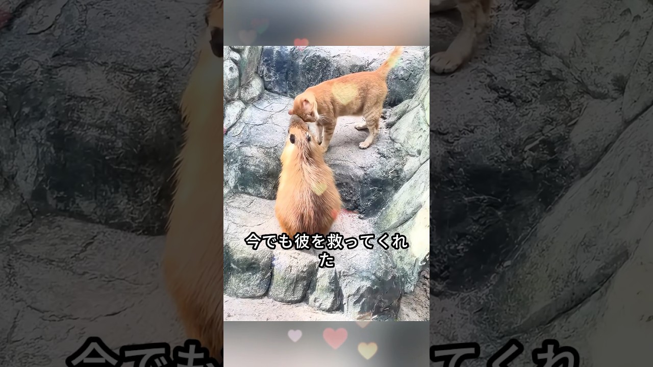 孤独な子猫がカピバラの群れの中で家族を見つけた