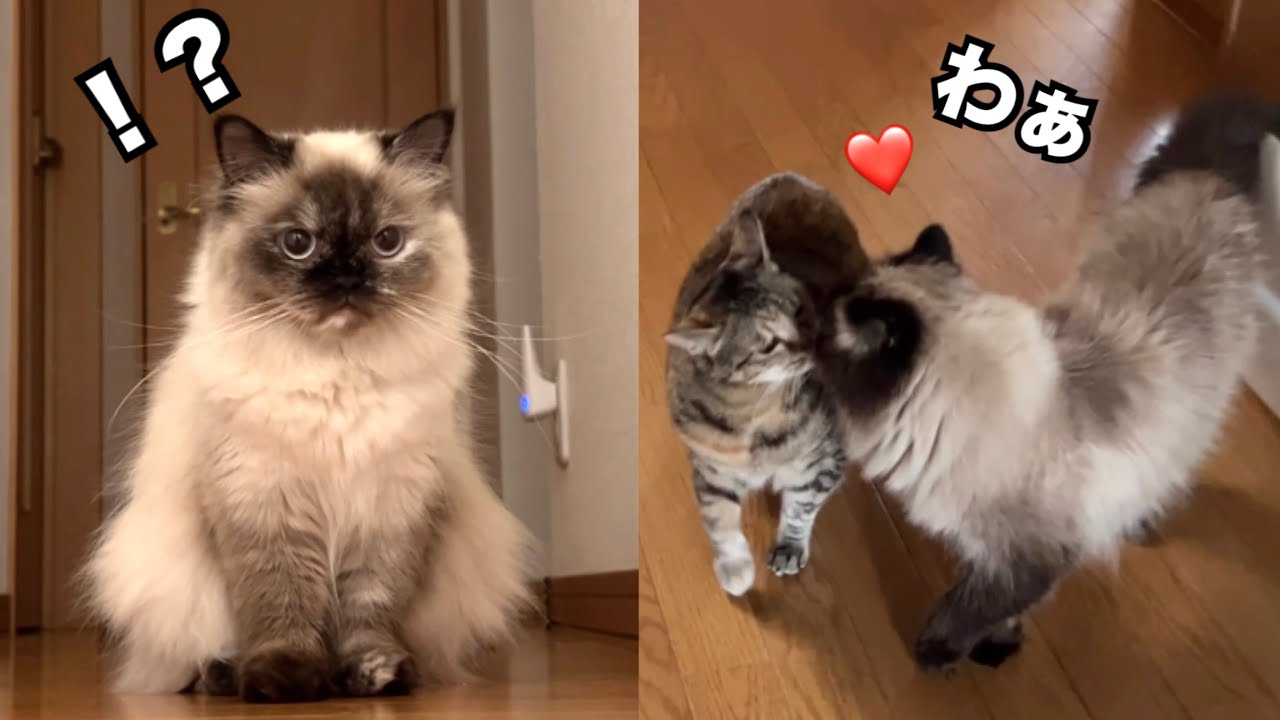 げんたのひめへのスキンシップが可愛すぎる！！シュートが上手な女の子うずちゃん🐱我が家の猫たち