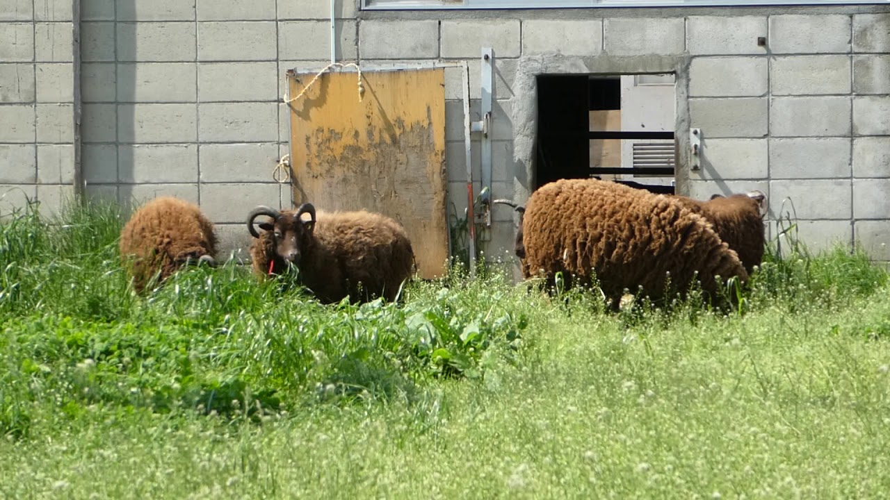 マンクス・ロフタンも放牧始めました。