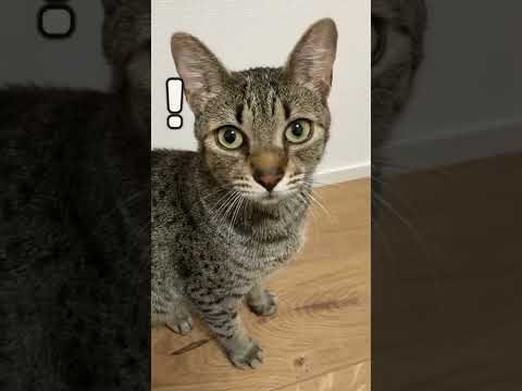 聞いたことない音に困惑する猫/Un gato desconcertado por un sonido que nunca antes había escuchado【エジプシャンマウ】#Shorts
