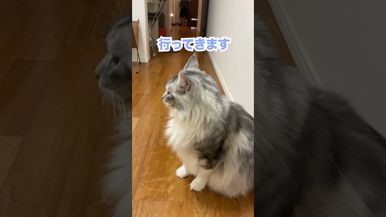 朝、玄関を出ていく少年を見送る大型猫#メインクーン#shorts