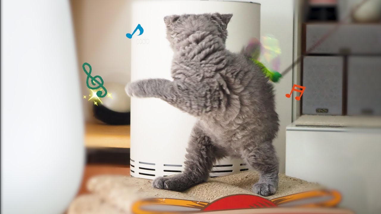 リビングデビューした子猫がこちらです！｜セルカークレックス｜ブリティッシュショートヘア