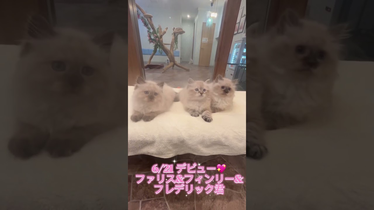 鼻クロ3兄弟6/21デビュー❣️抱っこができる#サイベリアン の#子猫 ご紹介ライブ6/21 12:15〜 お顔がちょい黒な可愛い子達がデビューします。今週末、抱っこしにきて下さい　#ペットショップ