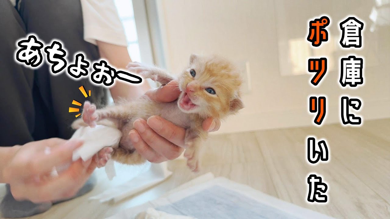 倉庫で「ポツン」。子猫が鳴いていた・・・【保護猫生活1日目】