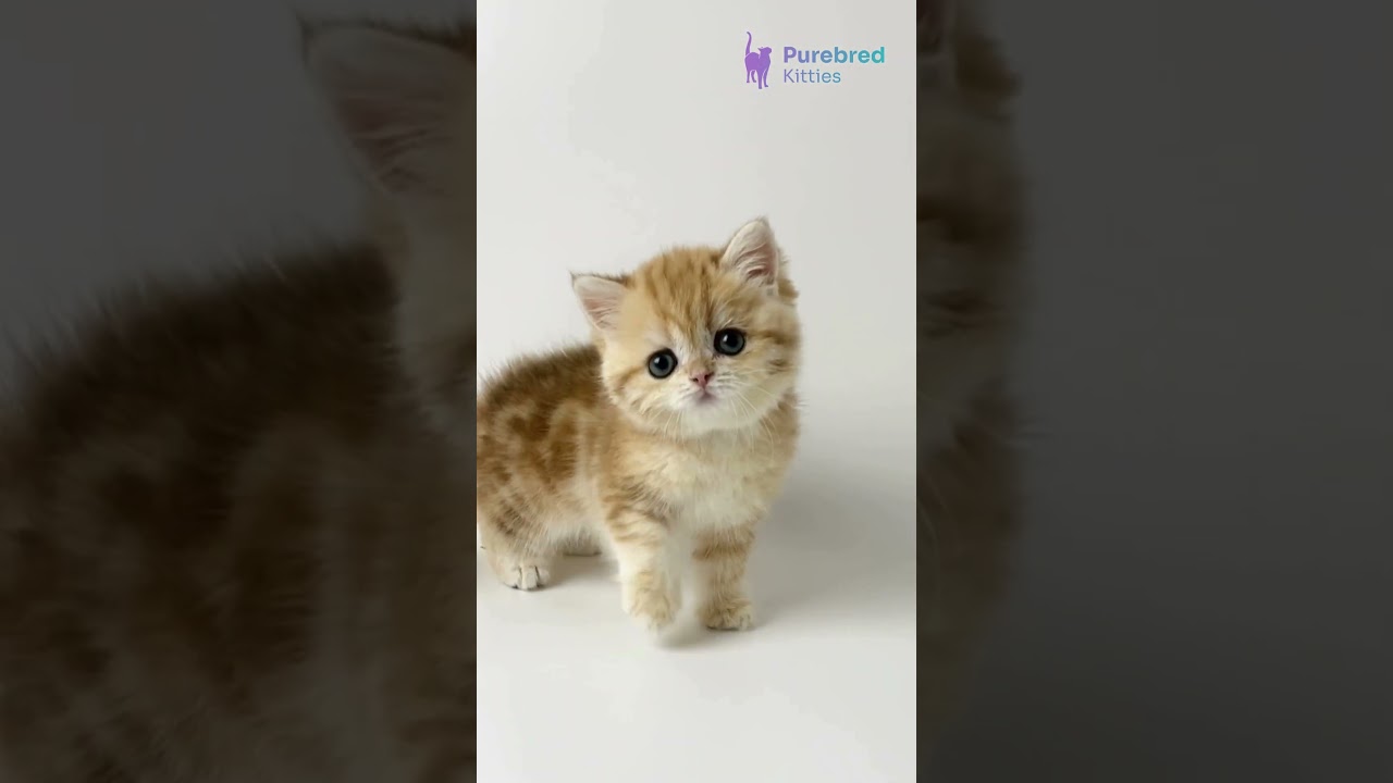 Adopt  Xanita 🐾 British Shorthair Kitten with Golden Marble Charm & Emerald Eyes ✨#britishshorthair