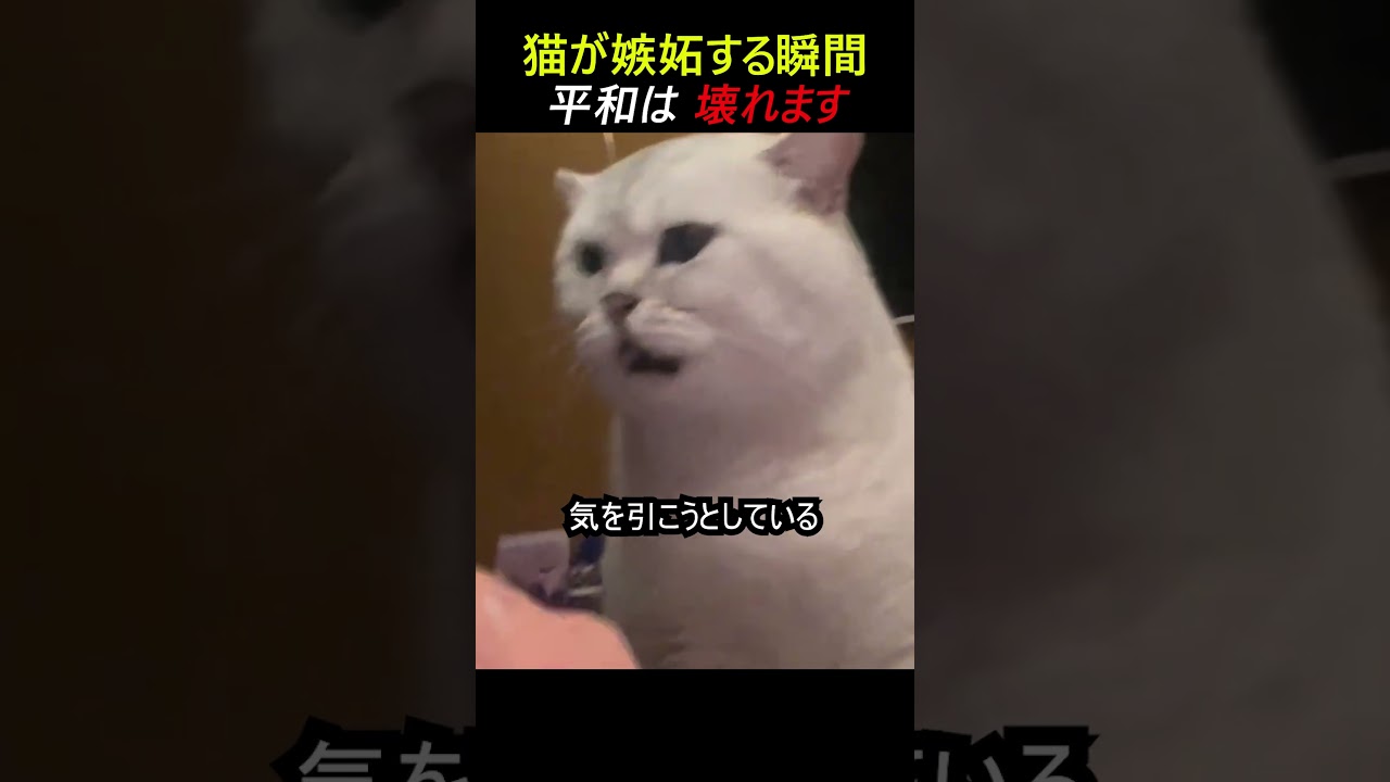 猫が嫉妬する瞬間, 平和は 壊れます