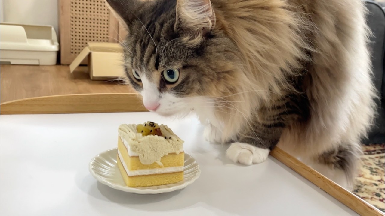 猫にケーキを与えてみたらリアクションが予想外すぎた