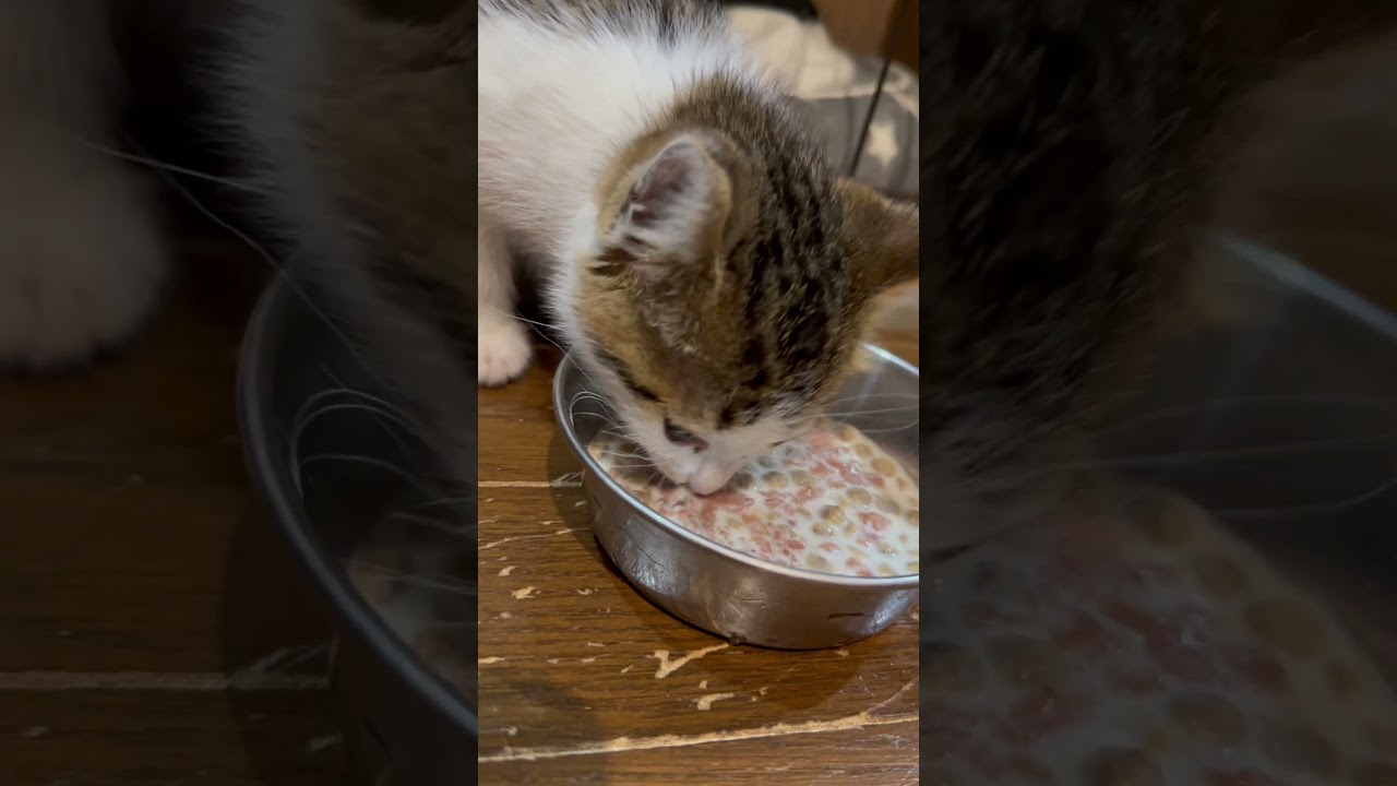 生後1か月のキジ白の子猫を保護しました #子猫 #ねこ #保護猫  #ねこのいる暮らし #shorts_video