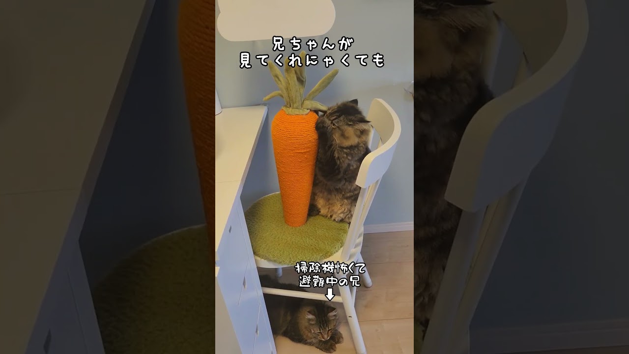 プロのワザ！ #ラガマフィン #cat #癒し