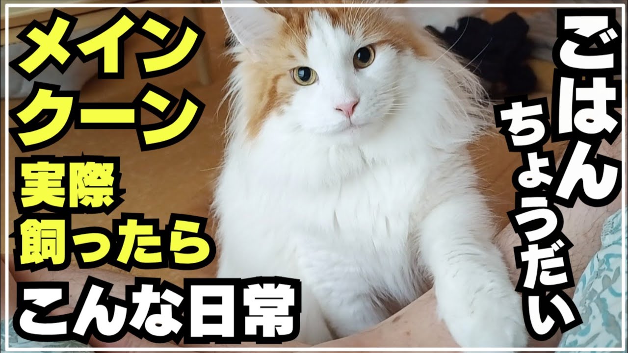 ツンデレなのに甘え上手な大型猫メインクーン