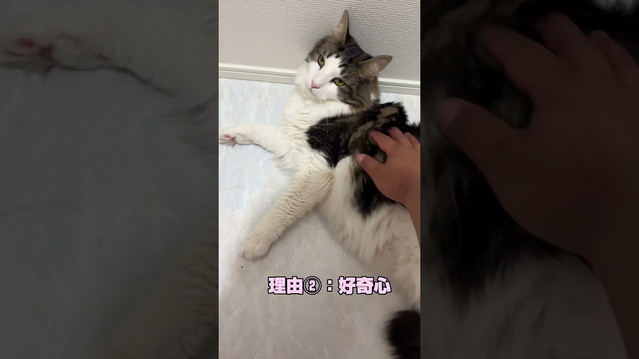 猫がトイレに入ってくる理由#ノルウェージャンフォレストキャット #猫のいる暮らし #norwegianforestcat #cat