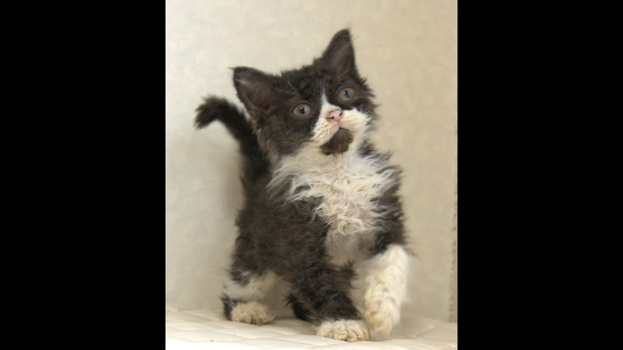 セルカークレックス子猫　Selkirk Rex　2025.4.12産まれ　ブラック＆ホワイト　巻き毛　女の子　シーダキャット猫のお店