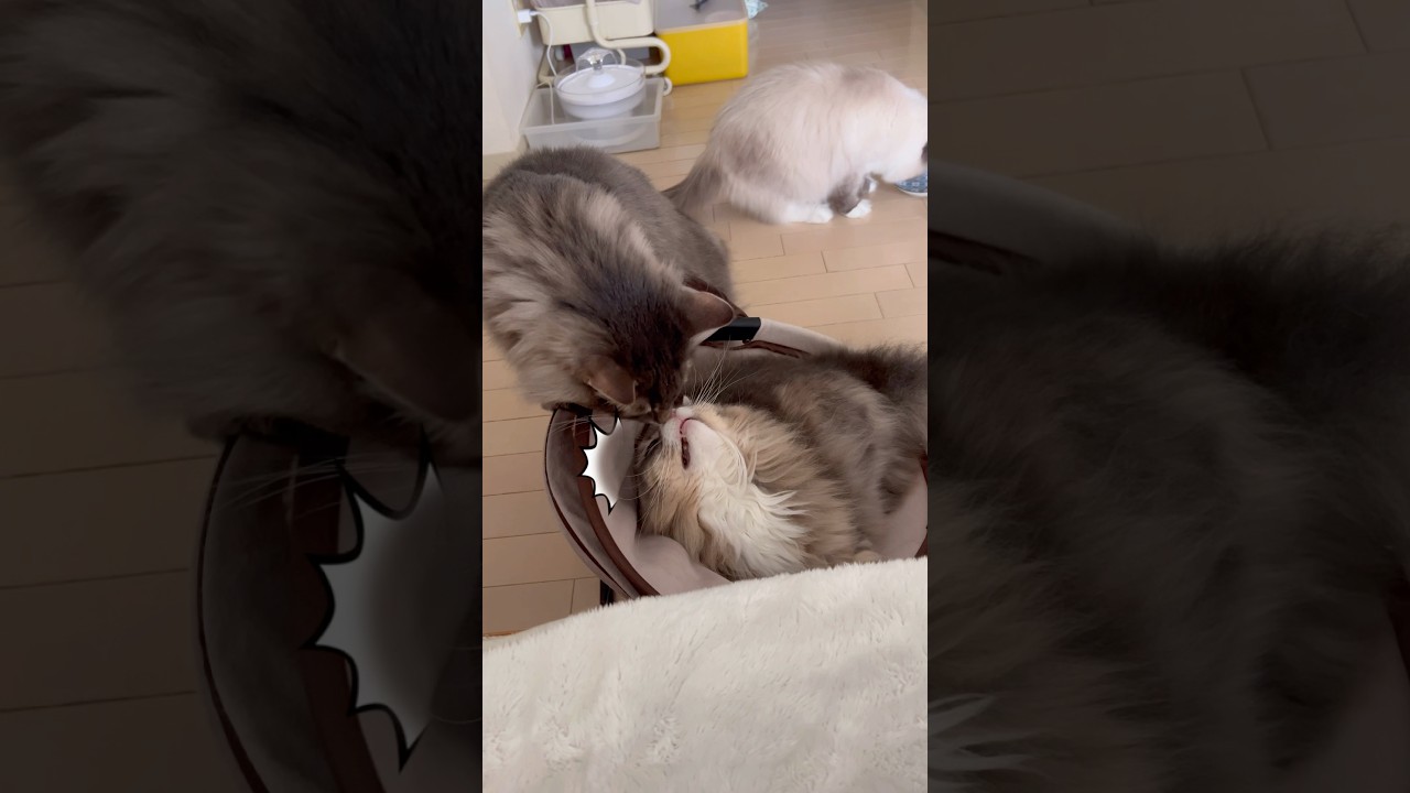 お気に入りの場所にいると #shorts #ノルウェージャンフォレストキャット #サイベリアン #cat