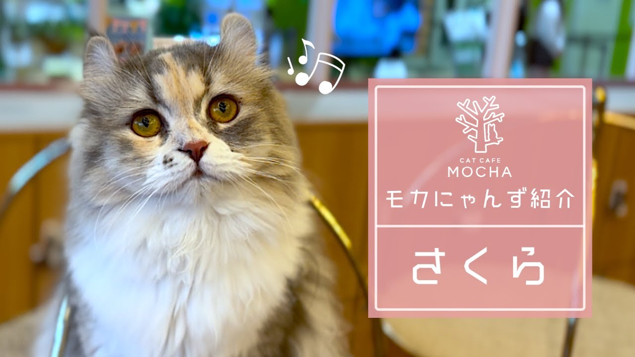 さくら（アメリカンカール♀）太田店