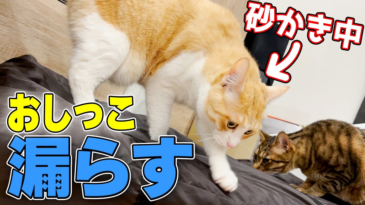 ロビンがとんでもない場所でおしっこをお漏らししていました…