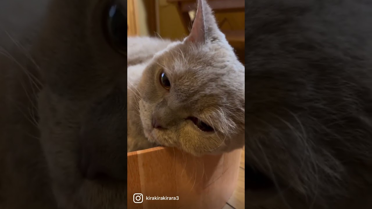 セルカークレックスのモーちゃん。バリバリボウルがお気に入り。#セルカークレックス #猫のいる暮らし #catlife #selkirk