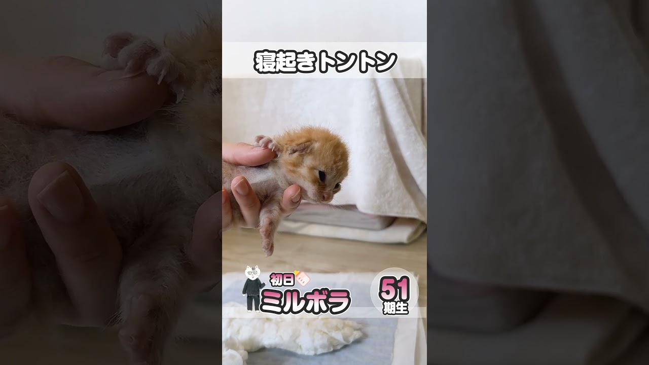 子猫がポツンと倉庫で鳴いているところを発見。他の兄妹は捜索中！【保護猫生活1日目】