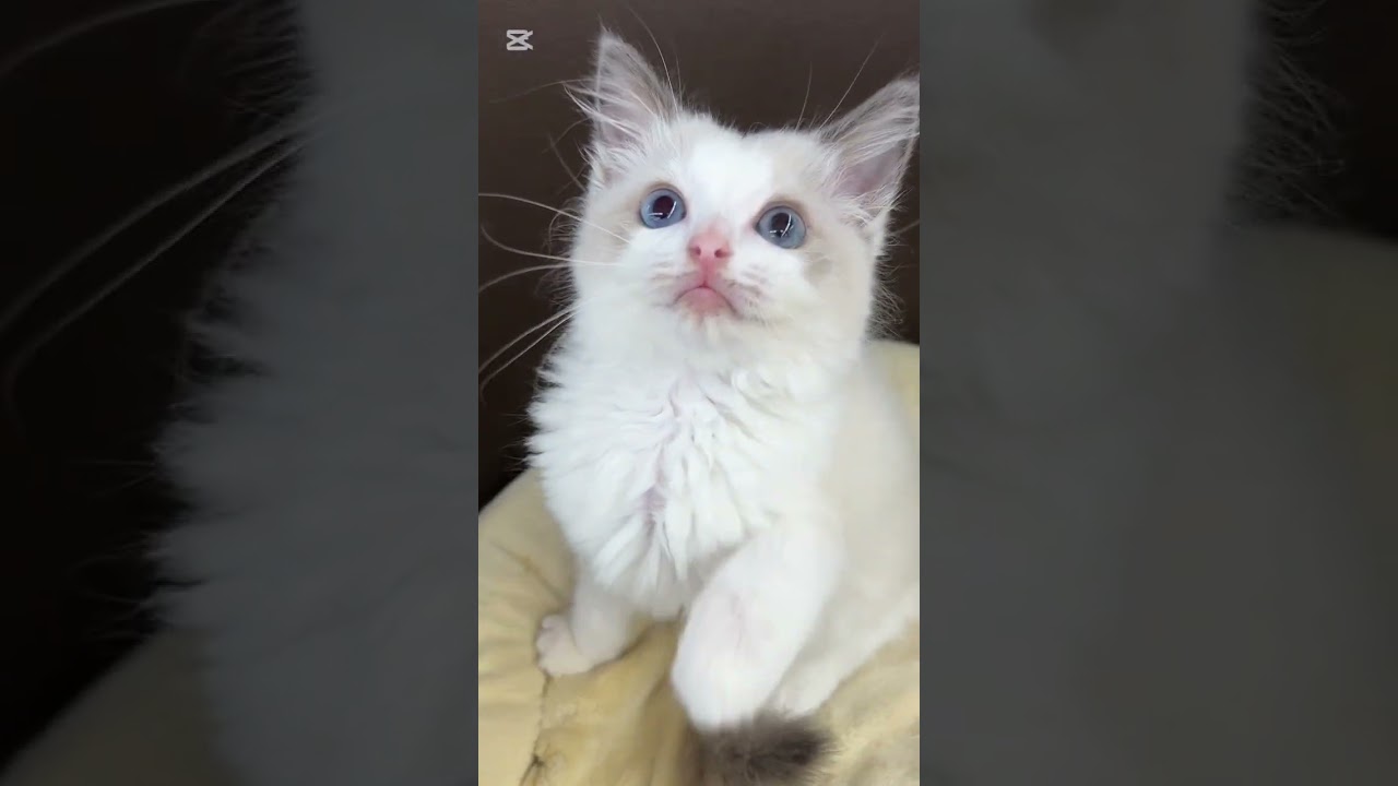 カメラが気になる懐っこさ全開ラグドール！ #cat #子ネコ #kitten #マルワン東川口店 #ラグドール