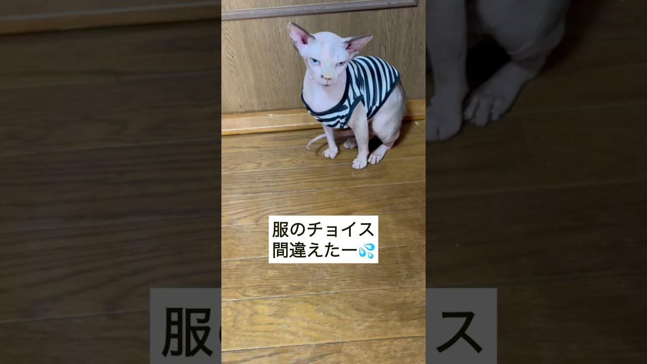 囚人ルックになってしまったスフィンクス#shorts #スフィンクス #スフィンクス猫 #猫のいる暮らし #sphynx #猫動画