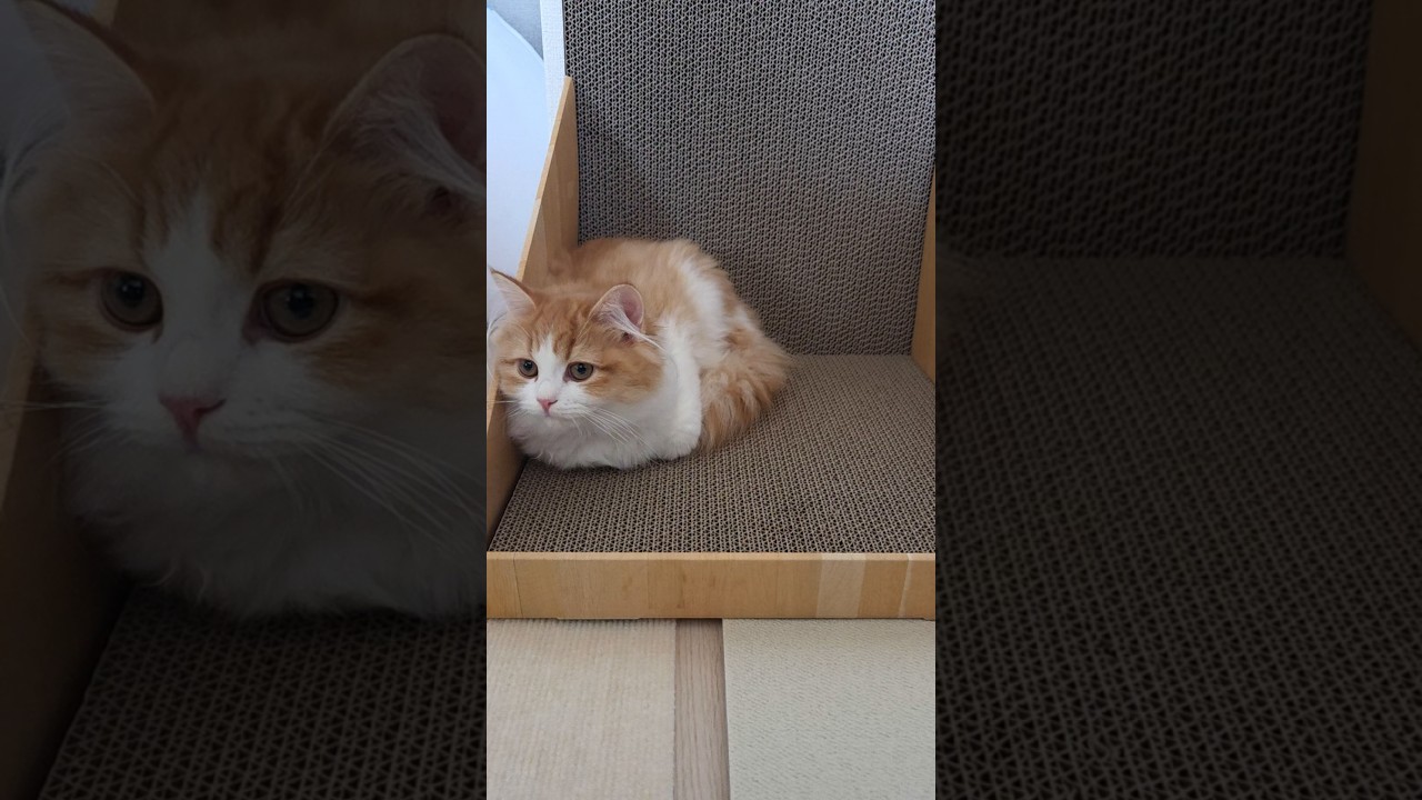 香座座りを初観測したので、お手手どうしたの？って聞いたら…😂　 #cat #ragamuffin #猫のいる生活 #猫のいる暮らし #ラガマフィン