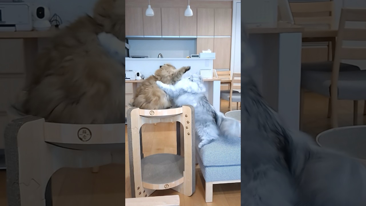 たまには妹が勝つもふもふ猫バトル 【サイベリアン】 #Shorts