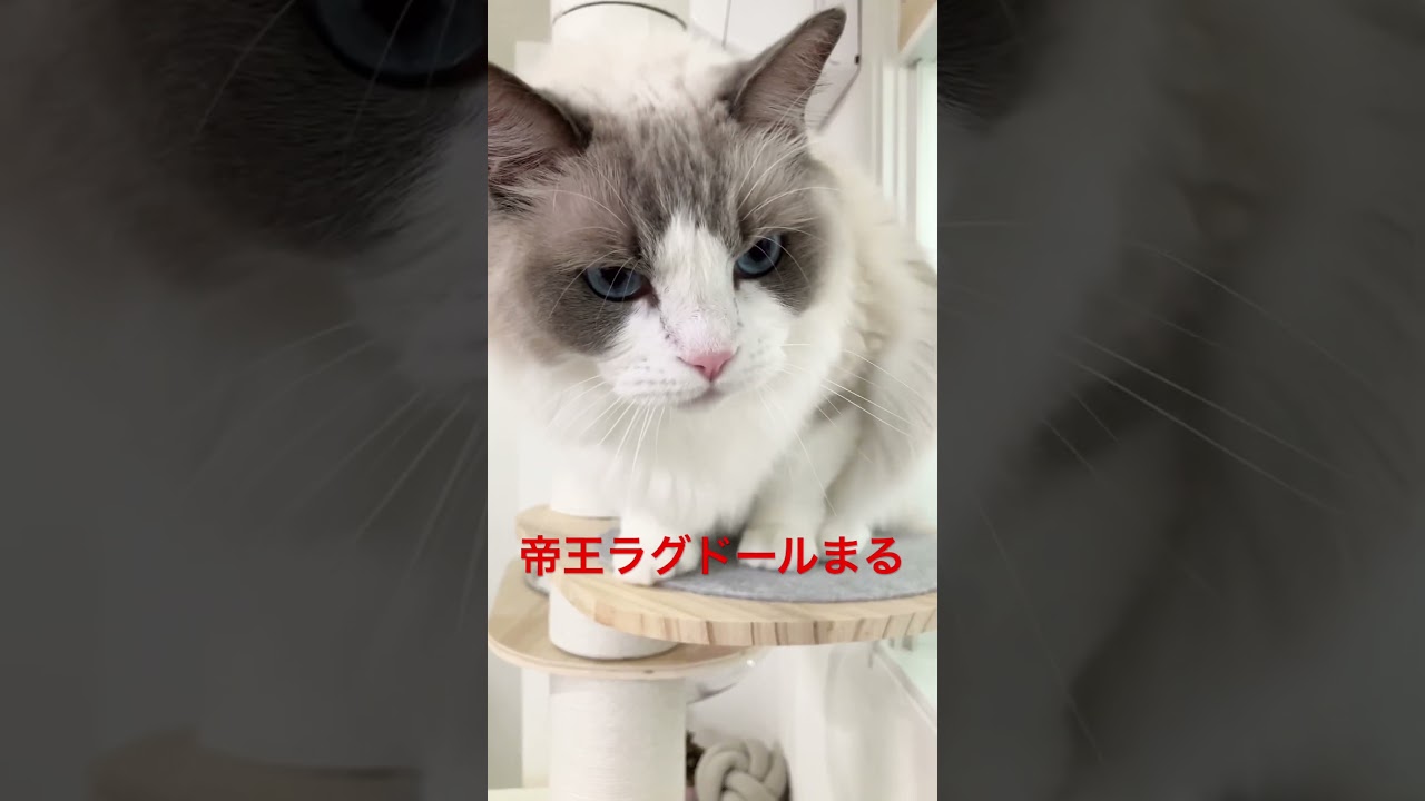 帝王ラグドールのマルちゃん　 #ラグドール #cat  #cats  #animals  #猫のいる暮らし  #catlovers  #ragdoll  #ragdollcat #ラグドール子猫