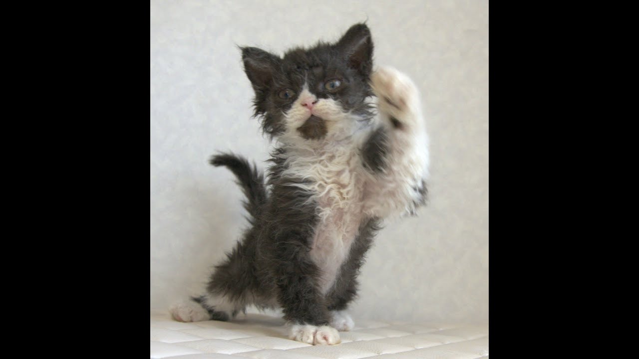 セルカークレックス子猫　Selkirk Rex　2025.4.12産まれ　ブラック＆ホワイト　巻き毛　女の子　シーダキャット猫のお店