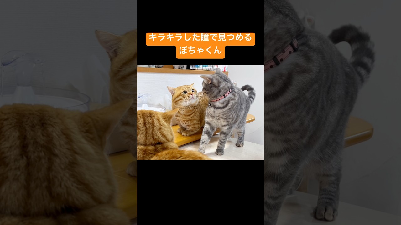 ぽちゃくんが『こいつ...かわいいな！』と思った瞬間！ #猫 #マンチカン #shorts