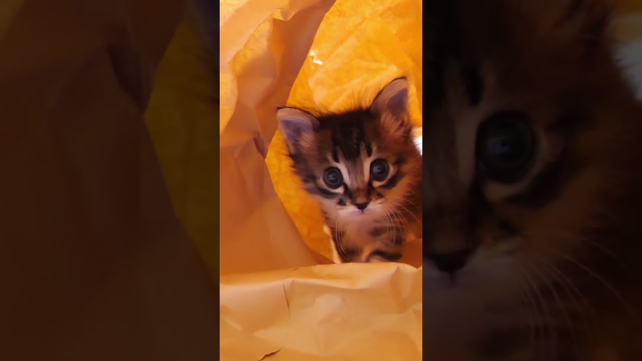 トンネルを抜け出した子猫の末路？#gatto #kitten #子ネコ #cat #meow