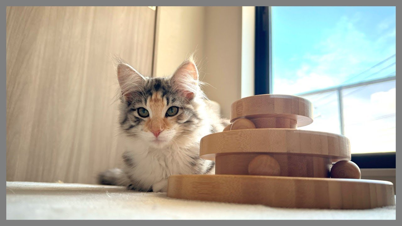 『ノルウェージャンフォレストキャット』無駄に器用な やんちゃ猫