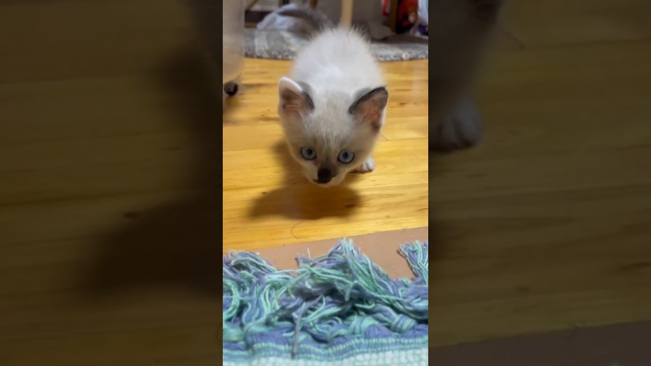 里親募集中　シャム猫風の仔猫　アイルちゃん #ほごねこ #子ネコ #しゃむねこ