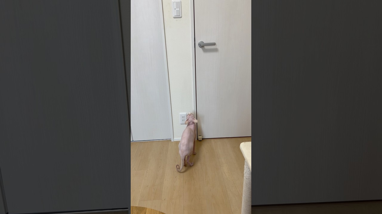 鳴いて騒ぐ毛のない猫【スフィンクス】