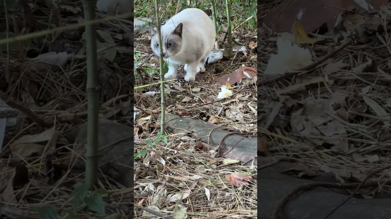 竹やぶのネコたち。子ネコのシャム風ネコの父猫は、このパンを食べてるシャムくんだな