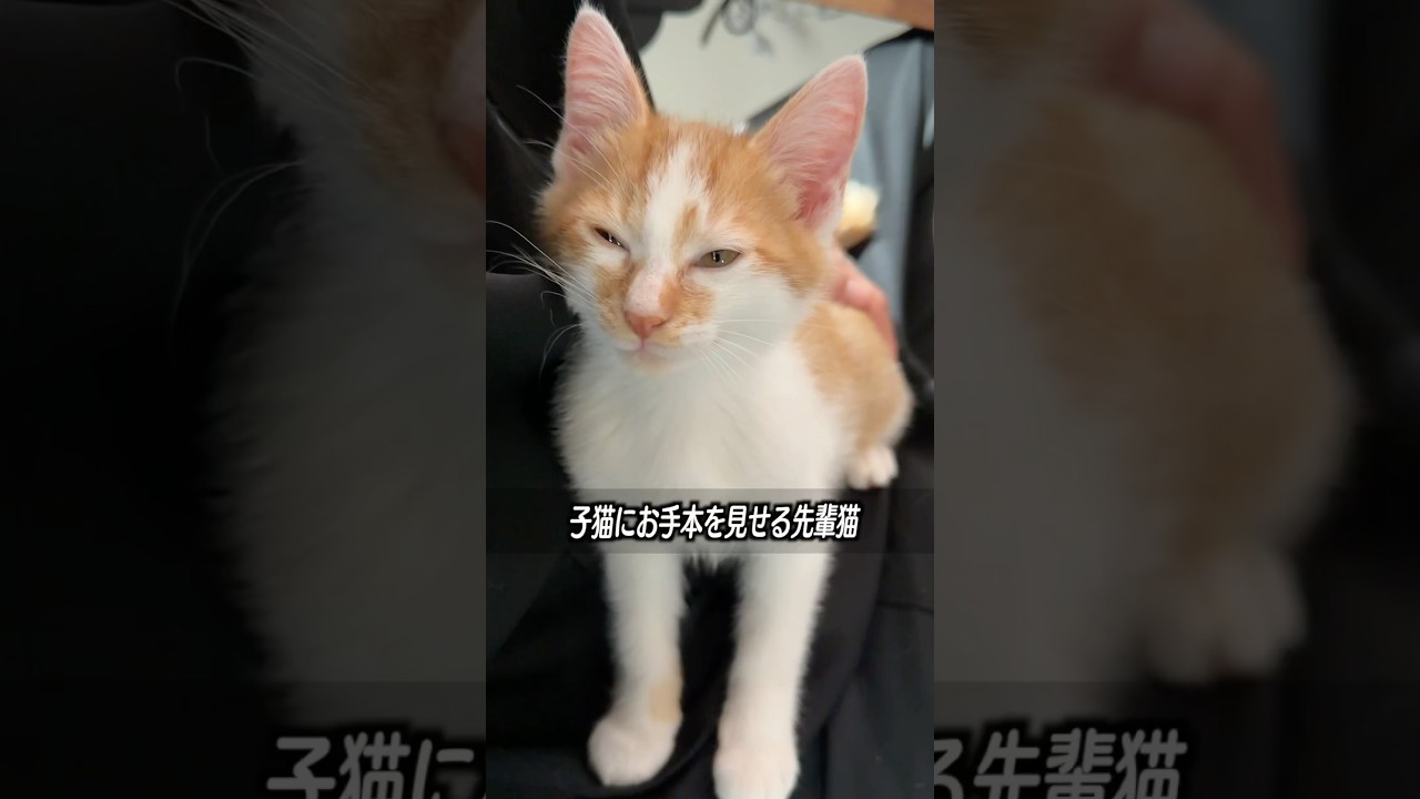 子猫にお手本を見せる先輩猫　#猫 #cat  #shorts
