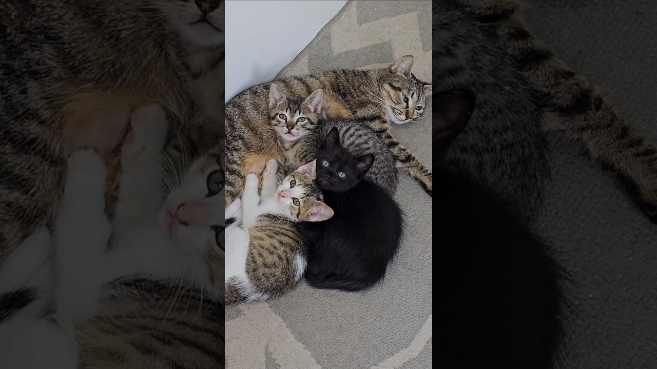 Que Deus ilumine todo mundo agora. #music #cat #gatos #pets #song ##love #pets