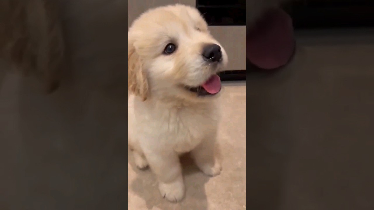 ❤️❤️ #puppy #trending #viral #youtubeshorts #shorts