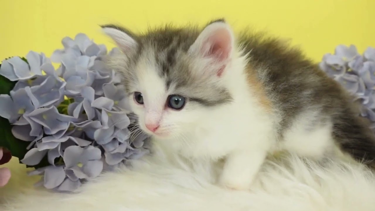 ノルウェージャンフォレストキャット ハチワレ美少女♡ふわふわプリンセス♡♡（毛色：ブルーパッチドマッカレルタビー&ホワイト）