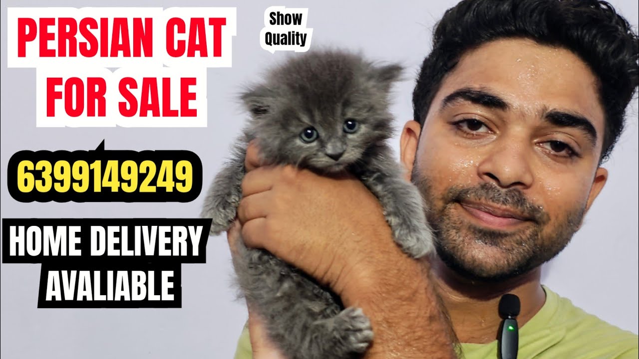 😍PERSIAN RUSSIAN BLUE COLOUR MALE • HOME DELIVERY AVALIABLE • 6399149249#cat #viral #youtube