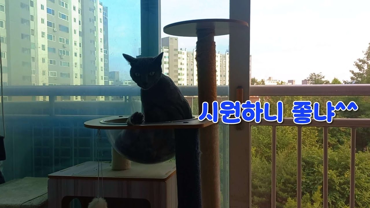 이른 장마 이틀째 비....꿀 잠자던 집사 자꾸 야옹대며 다깨워놓구  자기는 쿨쿨zzZ~ ㅎㅎ#러시안블루고양이 #러시안블루 #russianblue #폭염 #폭우#장마 #빗소리