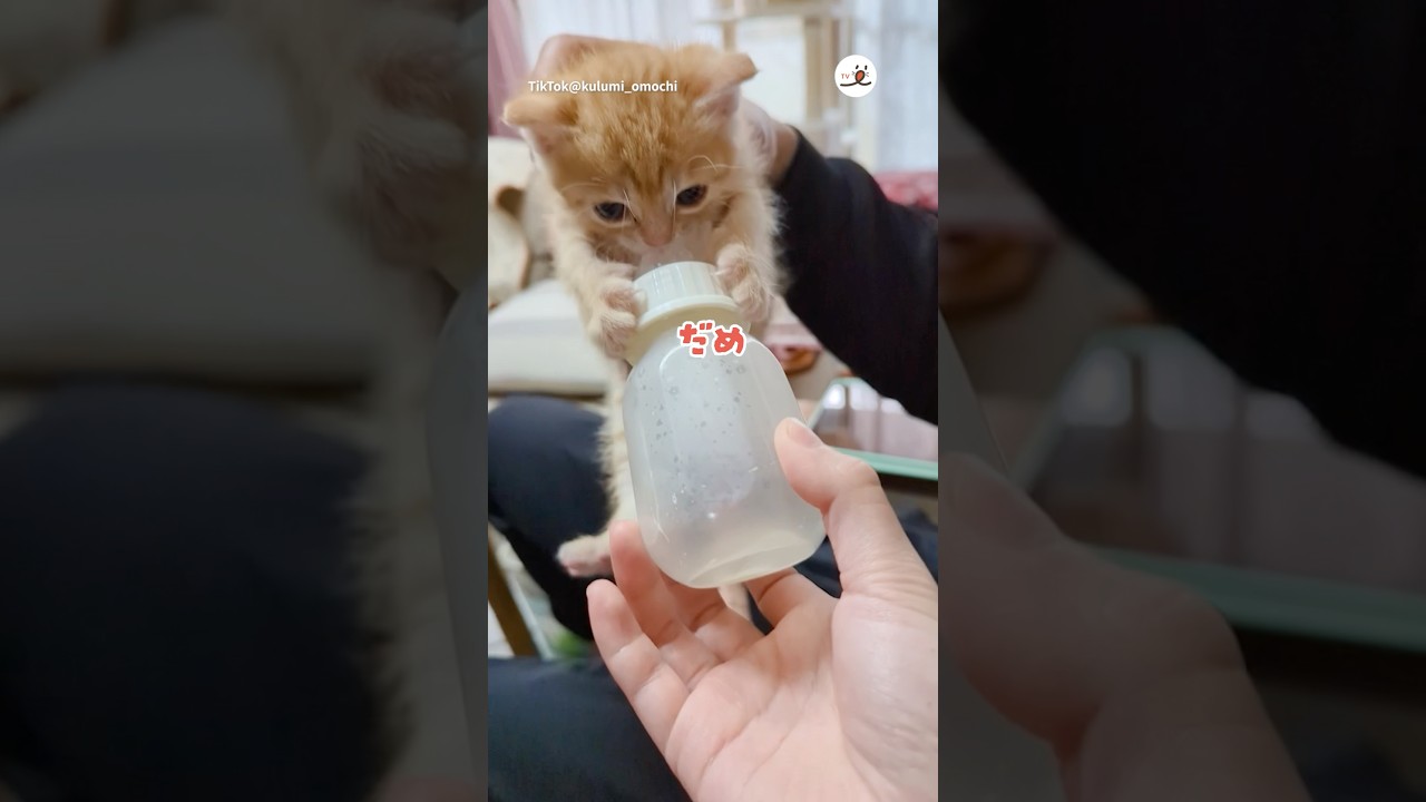 絶対に離さない、ぽんぽこ子猫🍼｜PECO #shorts